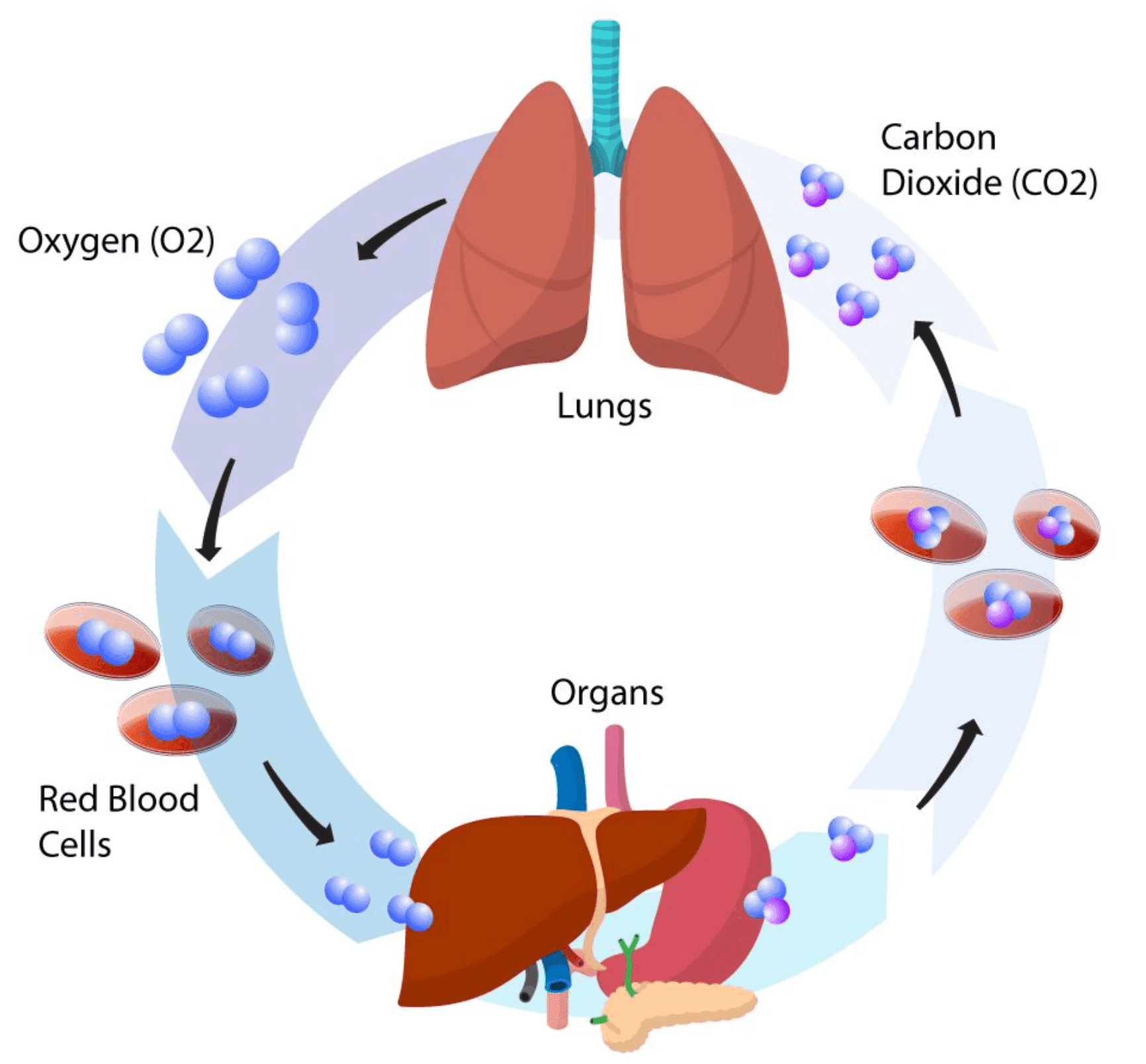 Cover image for the article: The Oxygen Advantage